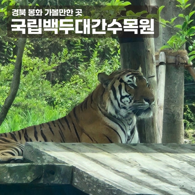 봉화여행 봉화가볼만한곳 국립백두대간수목원 추천 트램타고 호랑이숲까지! 위치,주차,운영....