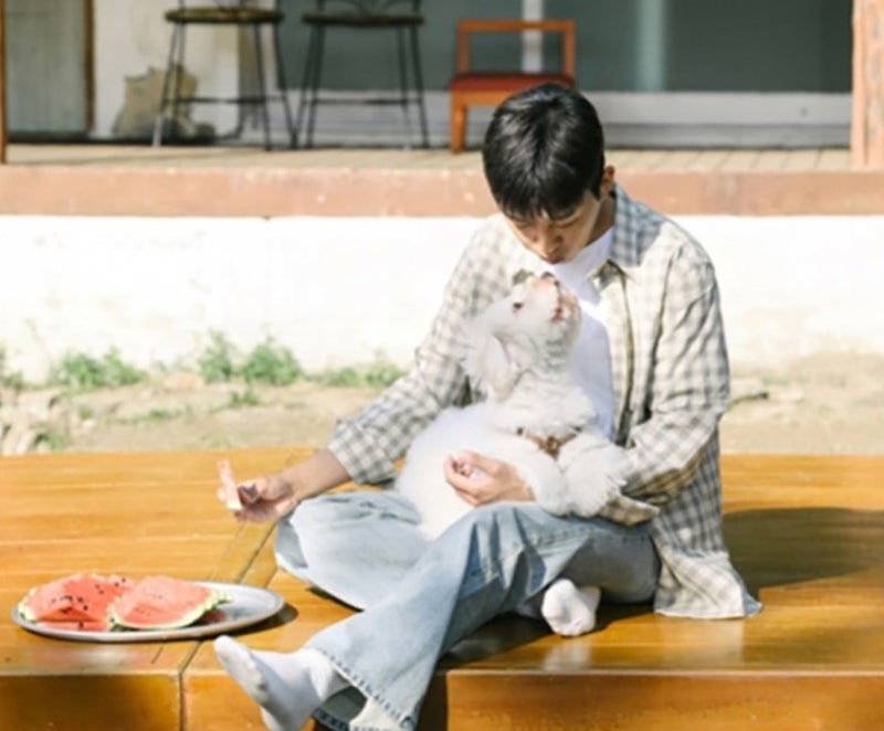 [연예] 임영웅 강아지 '시월이' 견종은? 솜사탕 외모 꼬똥 드 툴레아 특징부터 유전병, 관리법