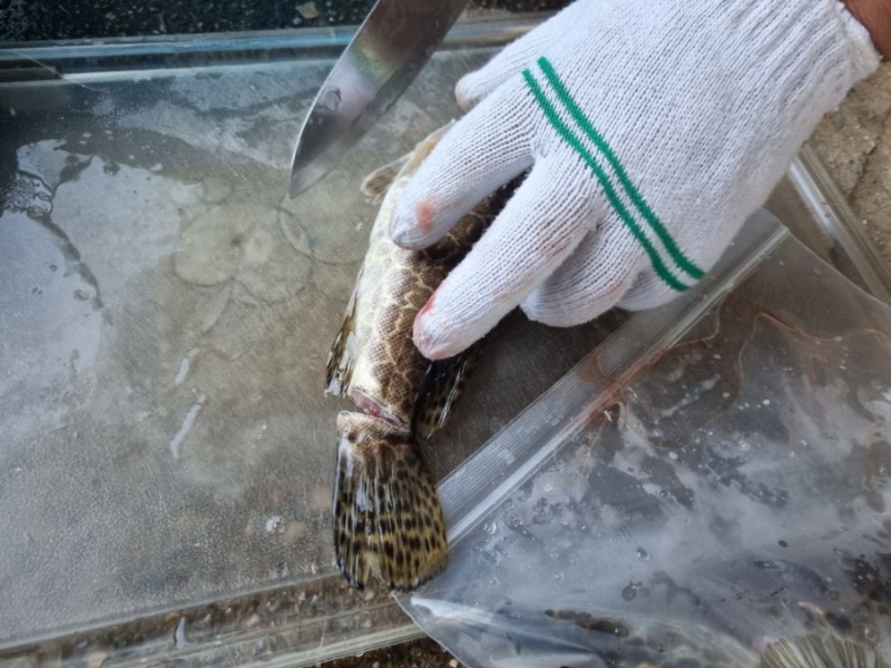 쏘가리 손질 매운탕 끓이기