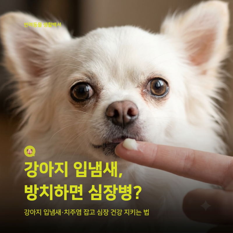 강아지 입냄새 심하다면? 잇몸병(치주염)과 심장 건강의 연관성·예방법