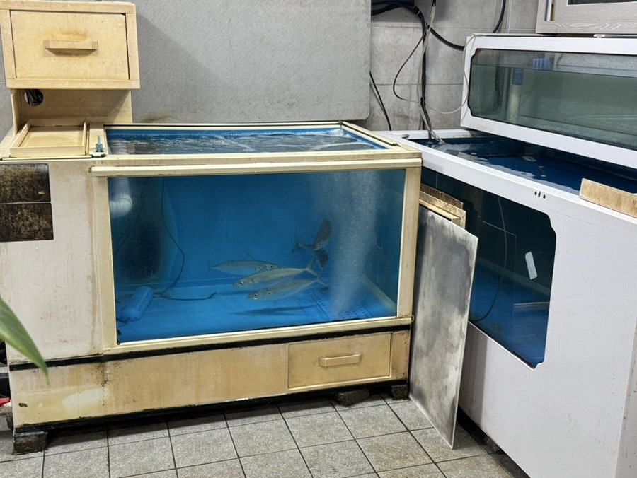 안경쓴고등어 사진 3