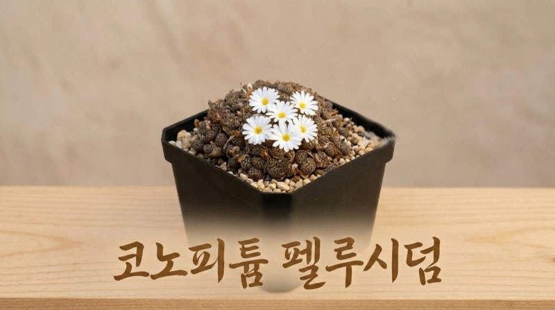 코노피튬 펠루시덤 키우기｜특징 물 주기 꽃 겨울형 다육식물