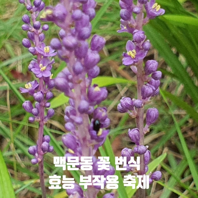 맥문동 꽃 피는 시기 효능부터 차 만드는 법 축제까지 총정리