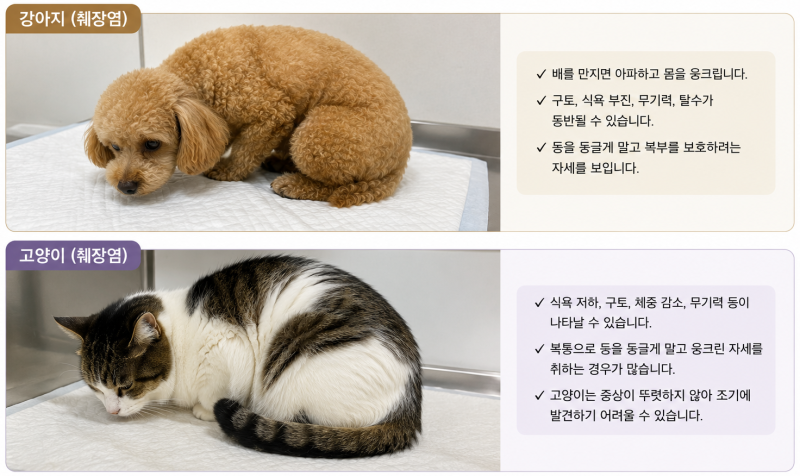 강아지•고양이 췌장염 | 급성췌장염과 만성췌장염 차이와 증상•검사•치료 방법