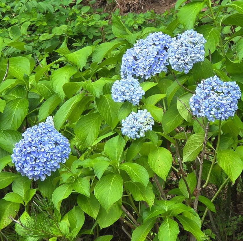 작천정별빛야영장 사진 4