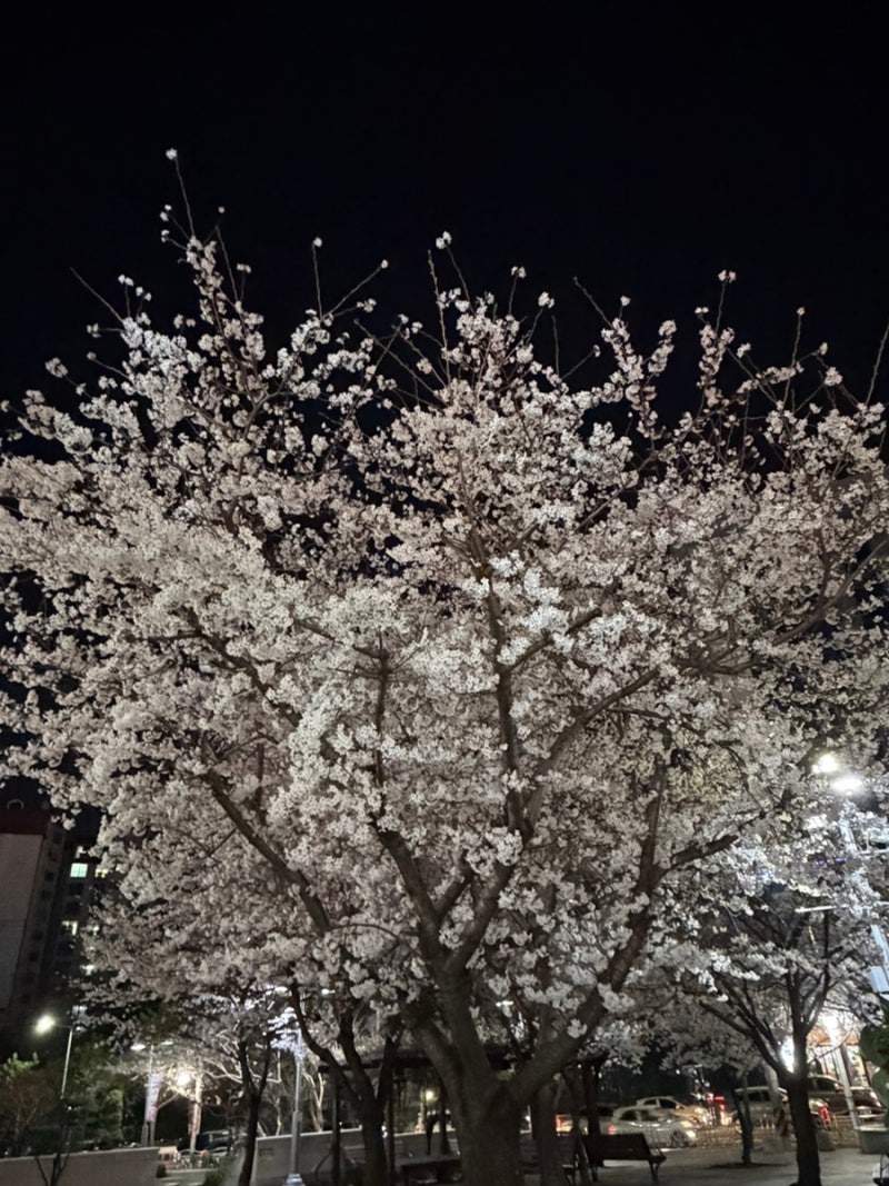 진해 벚꽃축제 여행