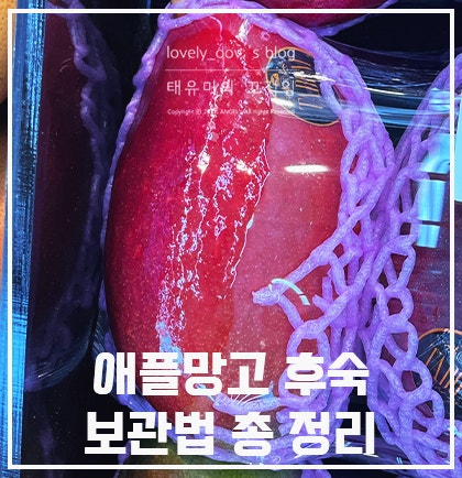 애플망고 후숙부터 보관법까지! 후회없이 가장 달콤하게 먹는 팁