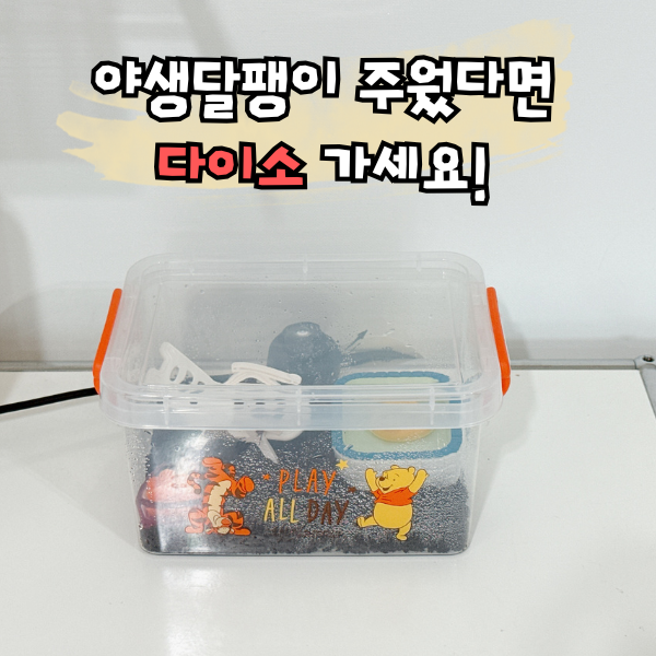 야생달팽이 키우기, 달팽이집 사료 먹이 껍질 관리방법