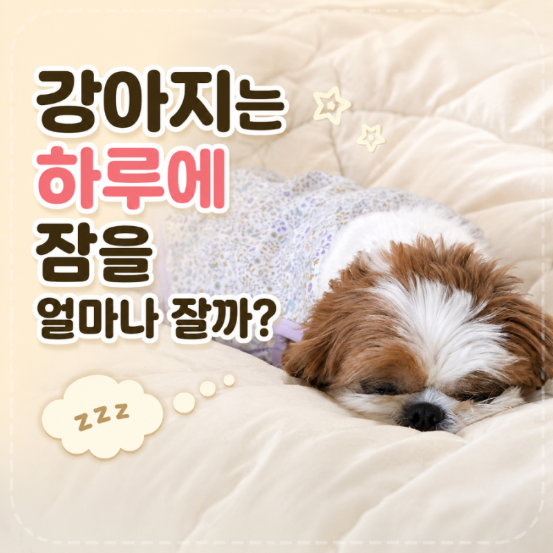 강아지 평균 수면시간은? 연령별 잠자는 시간이 달라요
