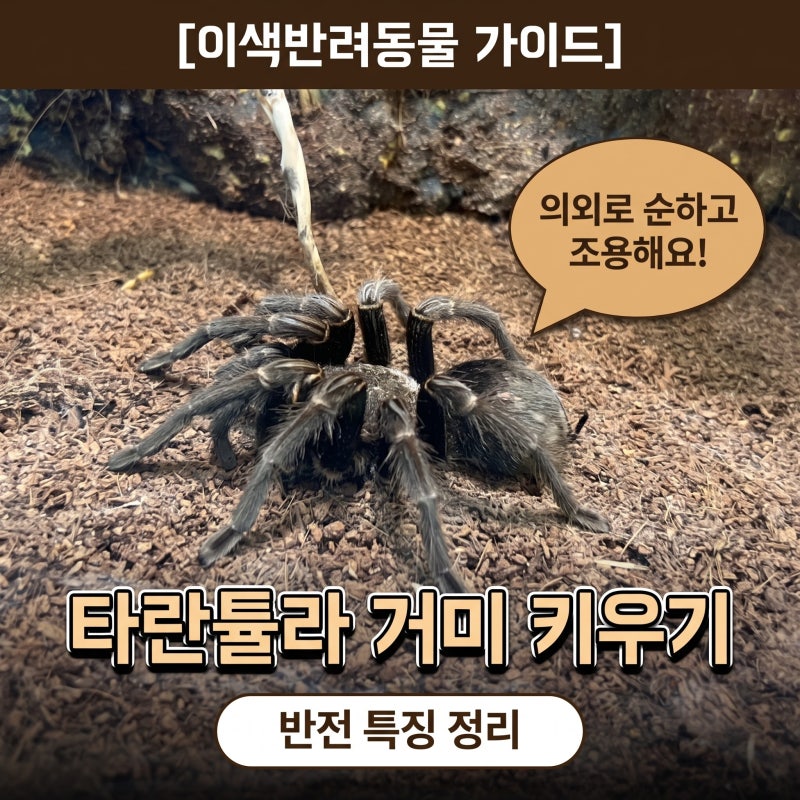 절지동물 타란튤라 거미 키우기 타란툴라 반전 특징