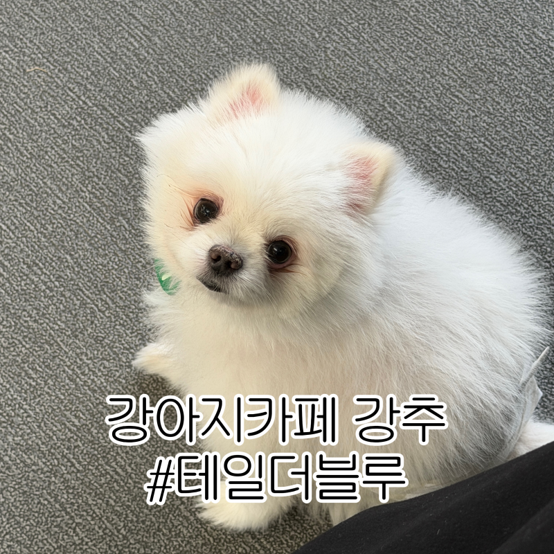 [일산] 테일더블루 강아지카페 후기 — 애견운동장까지 있는 일산강아지카페