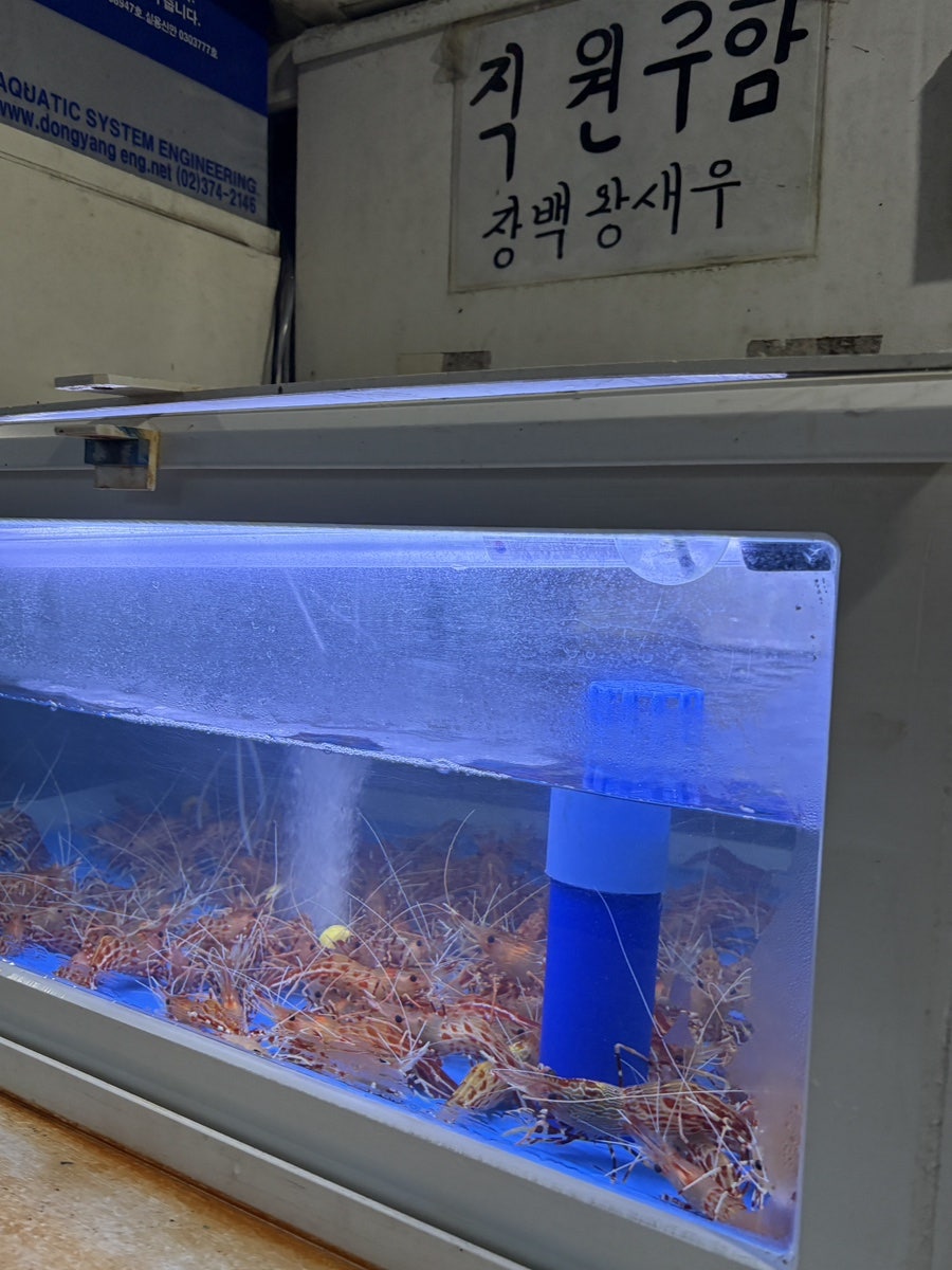 장백왕새우 사진 3
