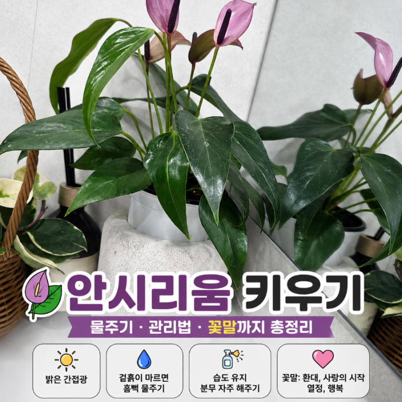 보라색 안시리움(안스리움) 키우기, 물주기부터 꽃말까지 오래 꽃 피우는 관리법