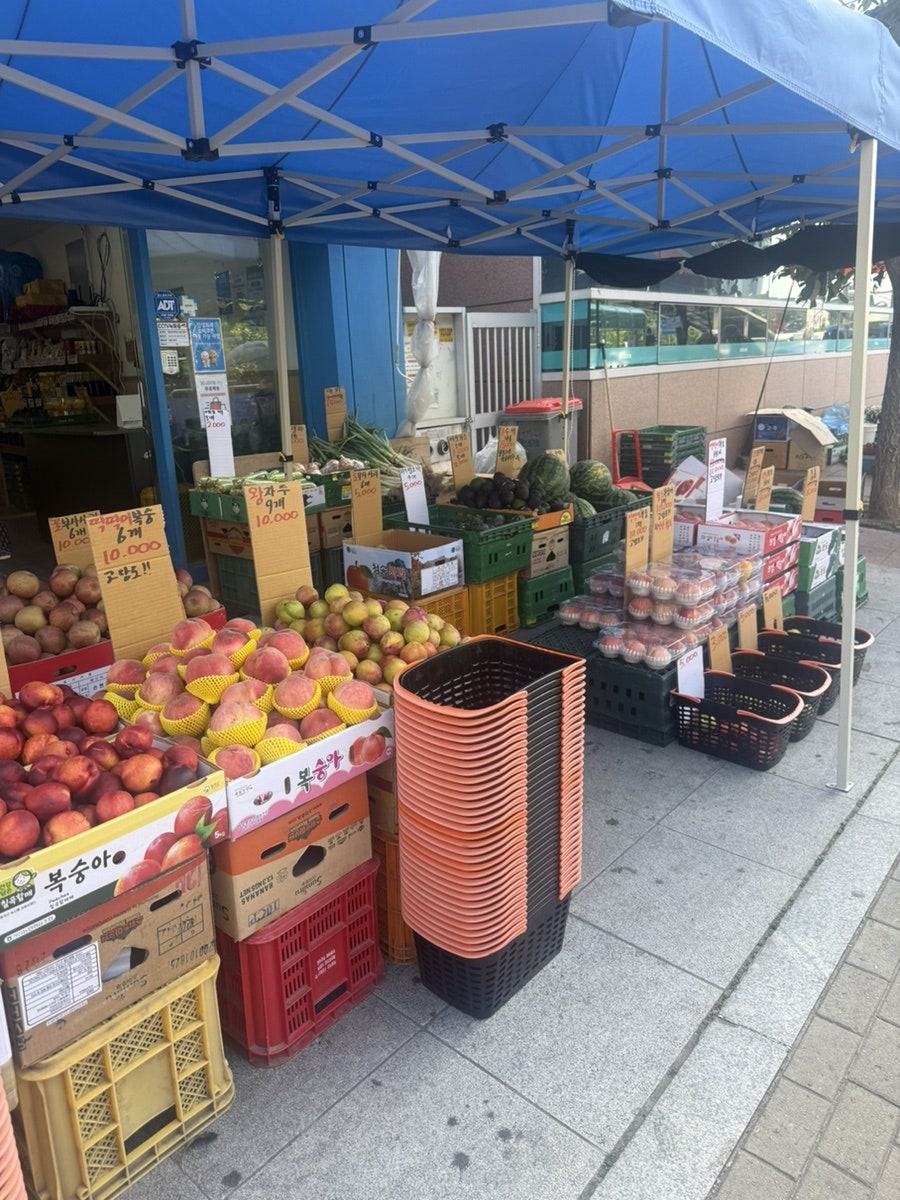 오레가노 사진 2