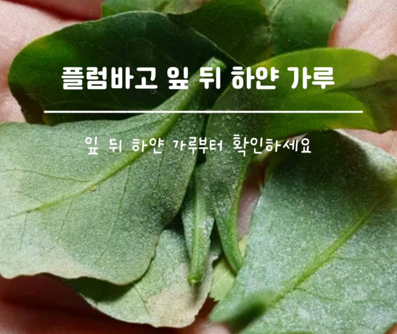플럼바고 잎 뒤 하얀 가루, 깍지벌레일까? 온실가루이일까? 원인과 해결법
