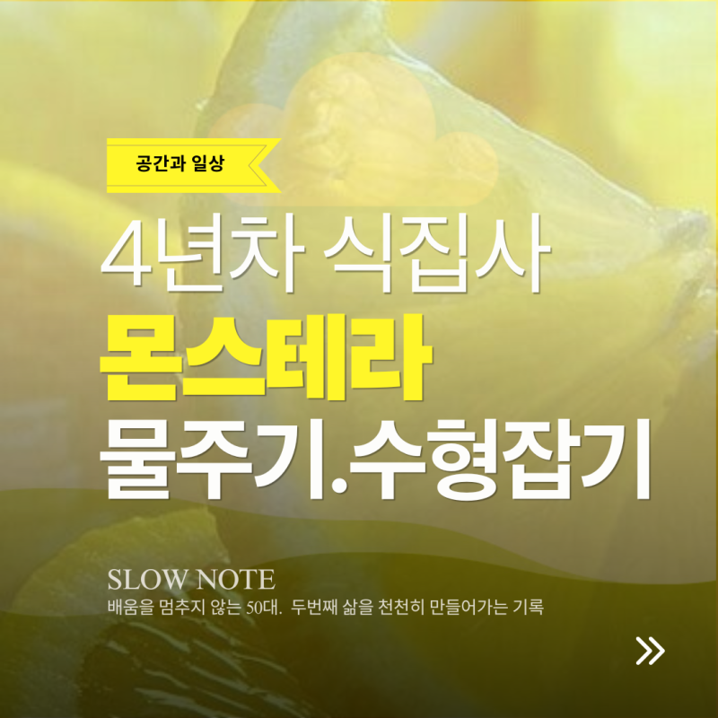 몬스테라 키우기 4년차 : 물주기 팁부터 수형 잡는 법까지