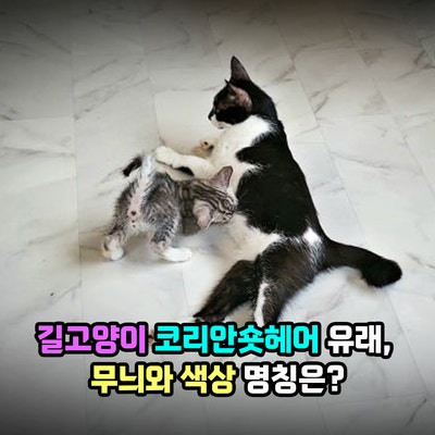 코리안숏헤어 유래, 길고양이 믹스묘 코숏 성격과 수명 특징, 무늬와 색상에 따른 명칭은?