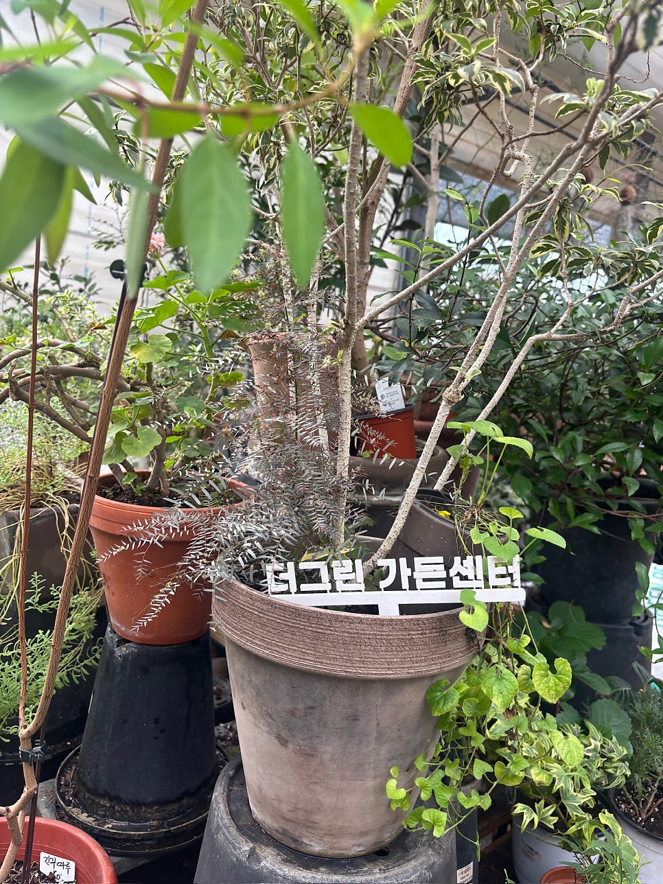고사리 사진 3