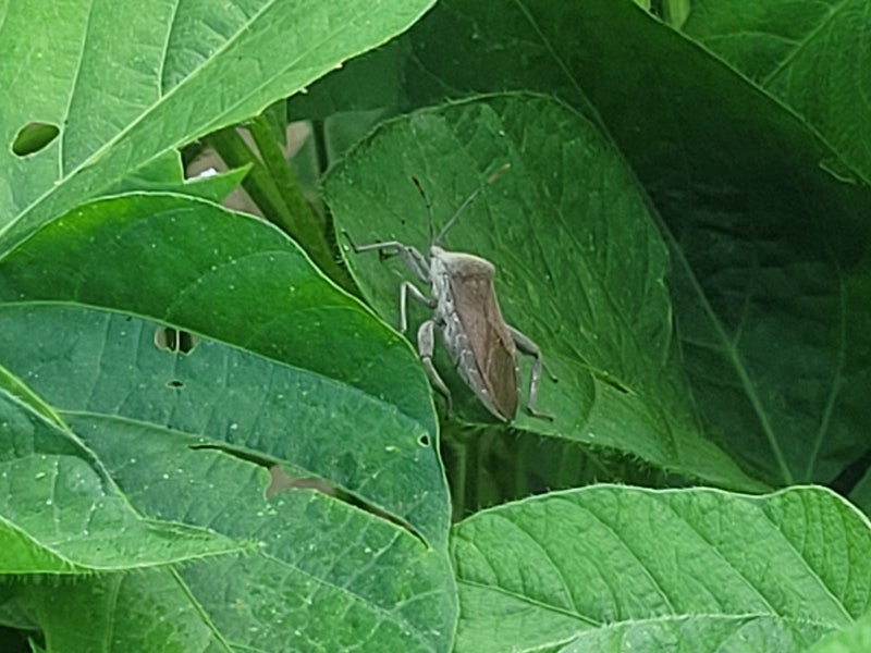 콩밭 노린재 방제