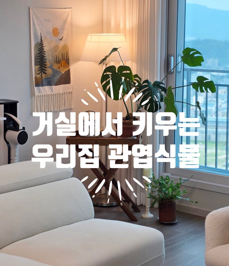 거실 인테리어 관엽식물 몬스테라 키우기 시작했다면![물주기 분갈이 방법]