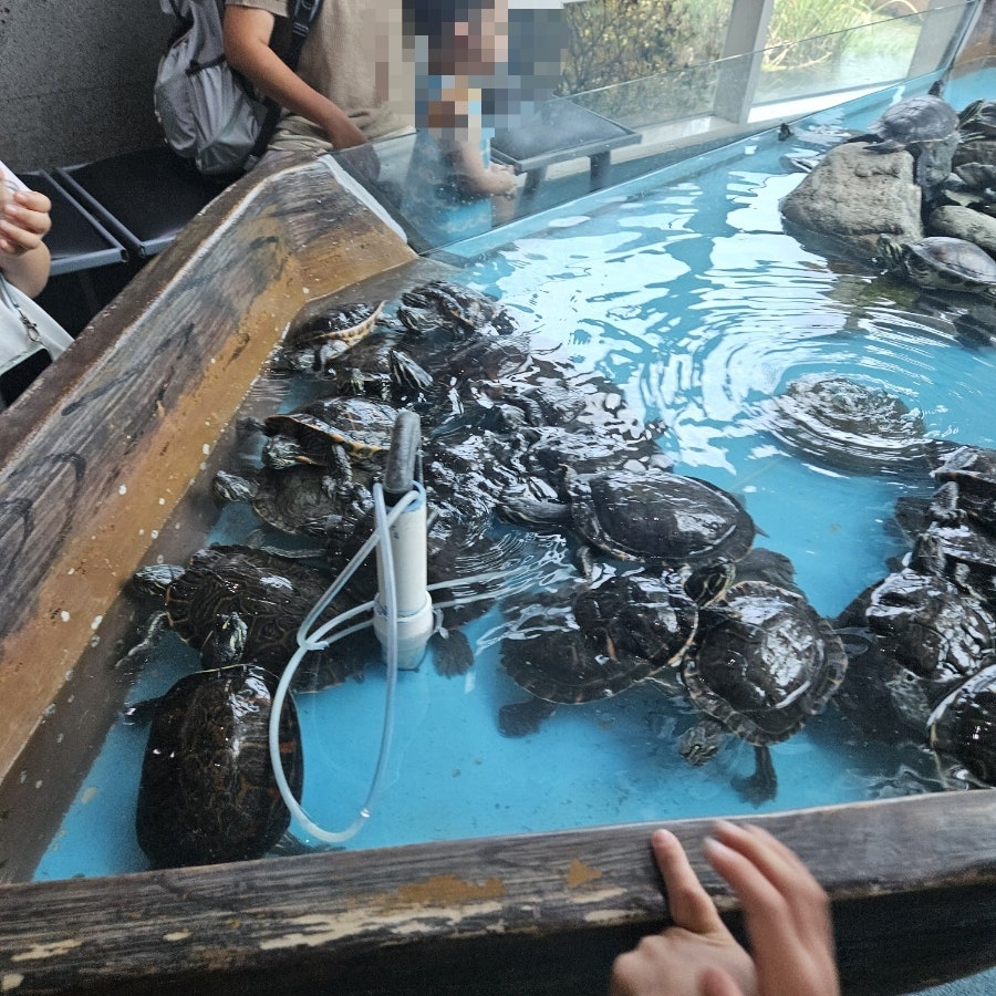 경포아쿠아리움 사진 6