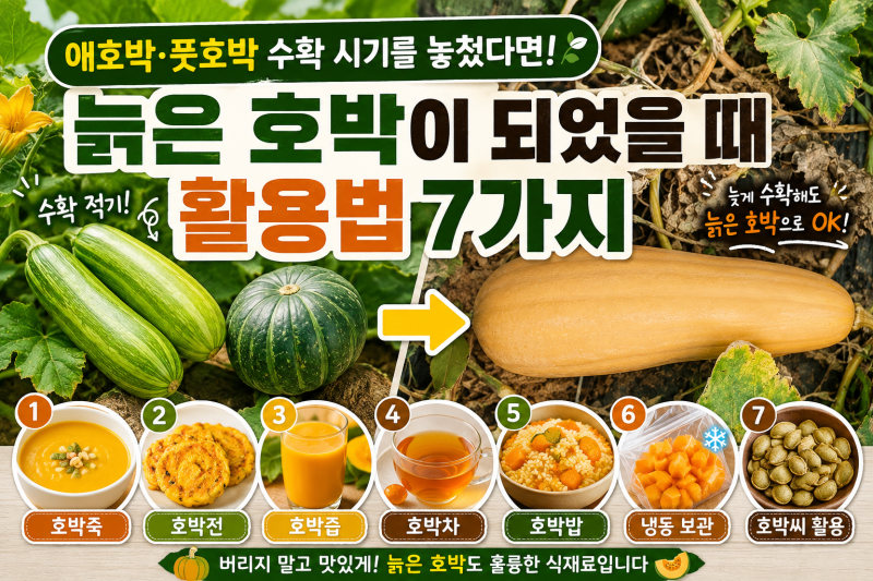 애호박 풋호박 수확 시기를 놓쳤다면｜늙은 호박이 되었을 때 활용법 7가지