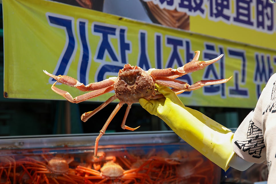 기장 청해왕대게 사진 4