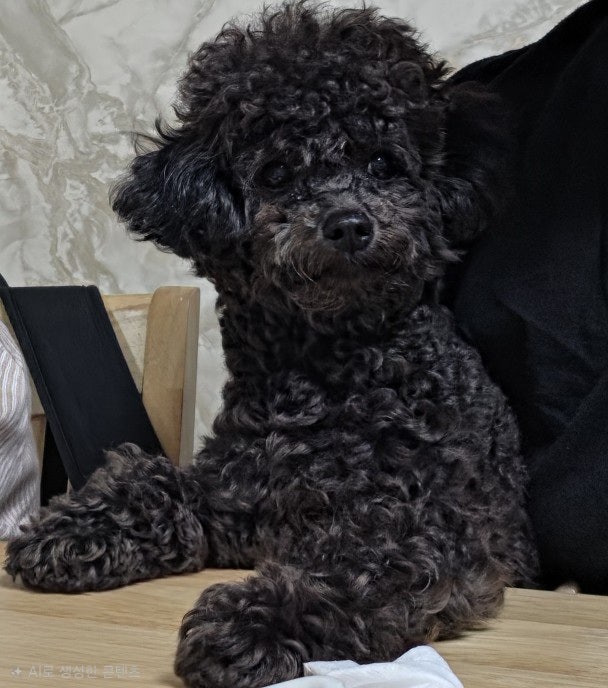 러블리독스 사진 3