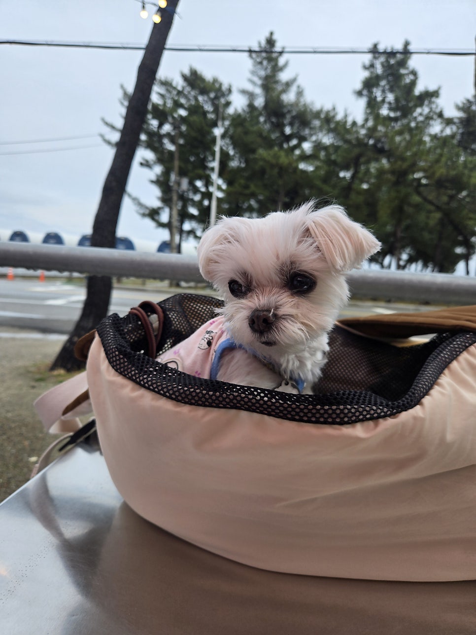모아나버거 사진 5