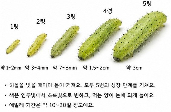 배추흰나비의 한살이,기생당한 애벌레
