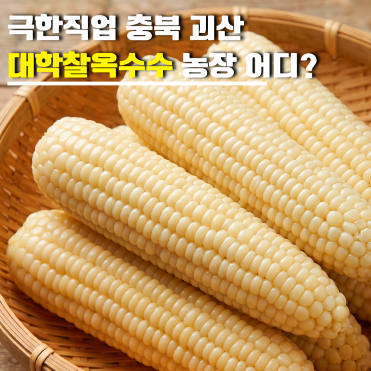 <b>극한직업</b> 괴산 대학찰옥수수 농장 어디? 충북 괴산 찰옥수수... 