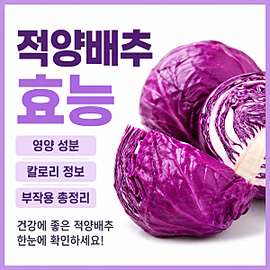 보라색 양배추 적채 효능, 영양성분부터 칼로리 부작용 정리