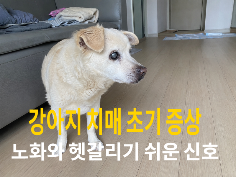 강아지 치매 초기 증상 7가지, 노화와 헷갈리기 쉬운 신호 총정리