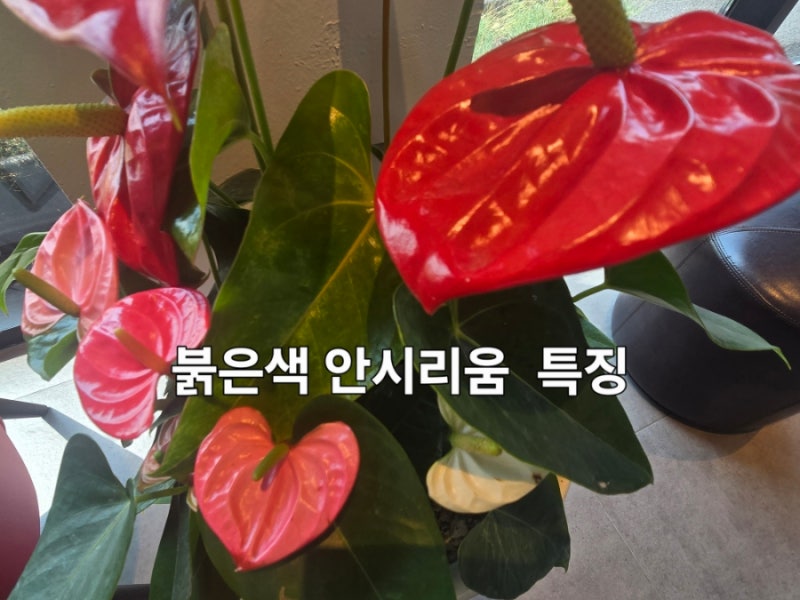 안시리움(안스리움) 키우기 총정리 꽃말부터 물주기 관리법까지 사랑을 닮은 열대 관엽식물
