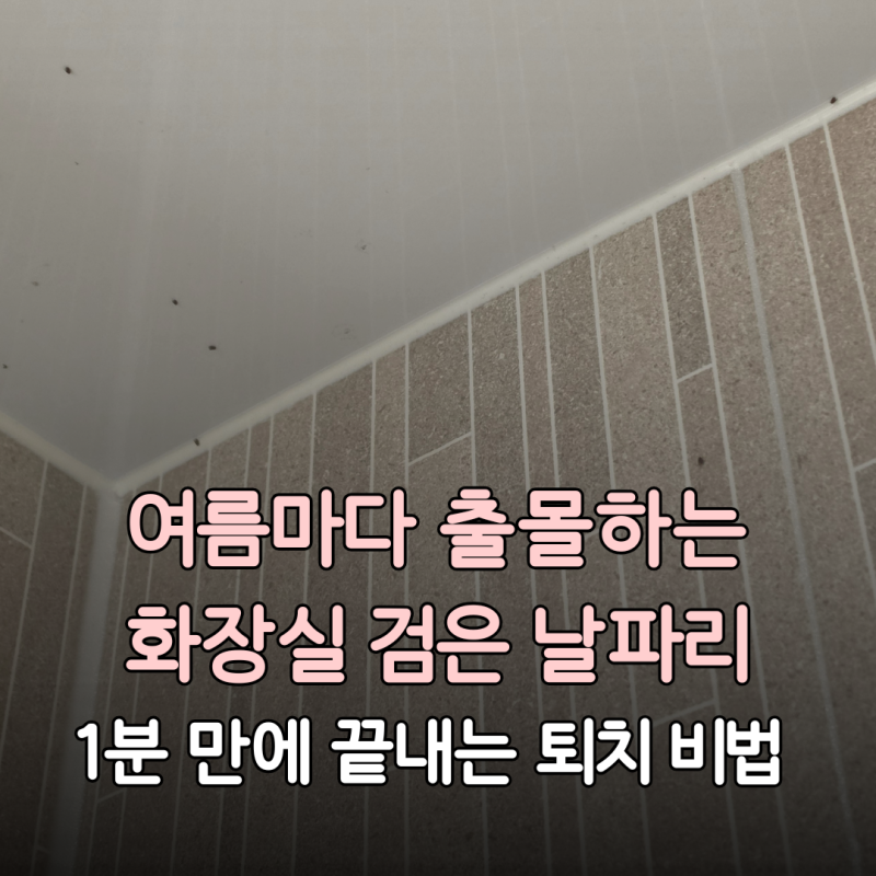여름마다 출몰하는 화장실 검은 날파리, 1분 만에 끝내는 퇴치 비법