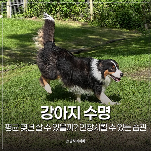 강아지 수명 평균 몇년 살 수 있을까? 연장시킬 수 있는 보호자의 습관