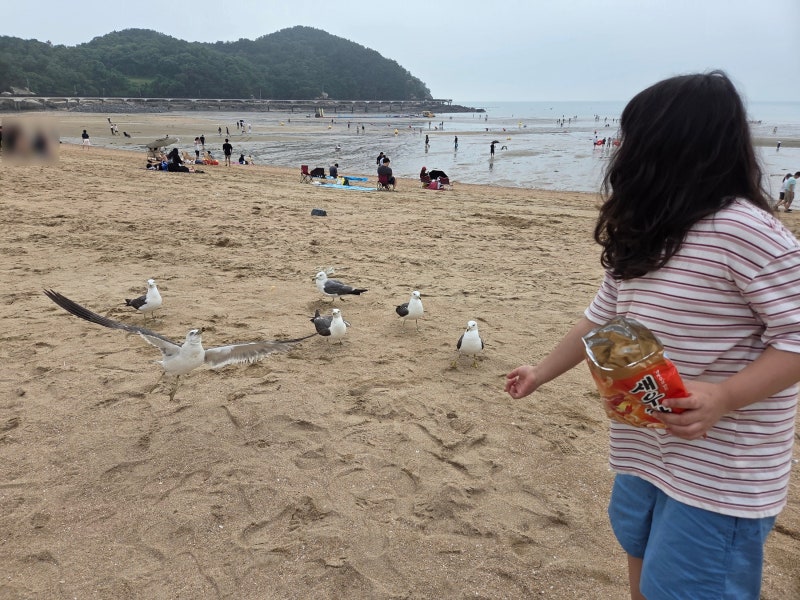 을왕리해수욕장 후기) 주차 꿀팁부터 갈매기 먹이주기까지! 아이와 영종도 가볼만한곳 추천