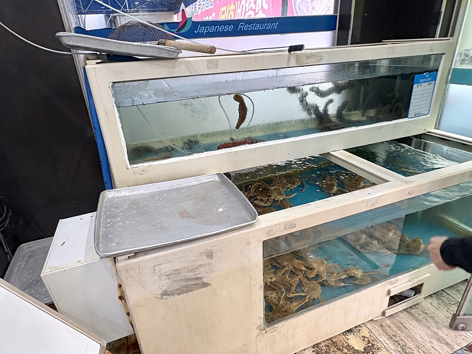 울진참가자미 사진 5
