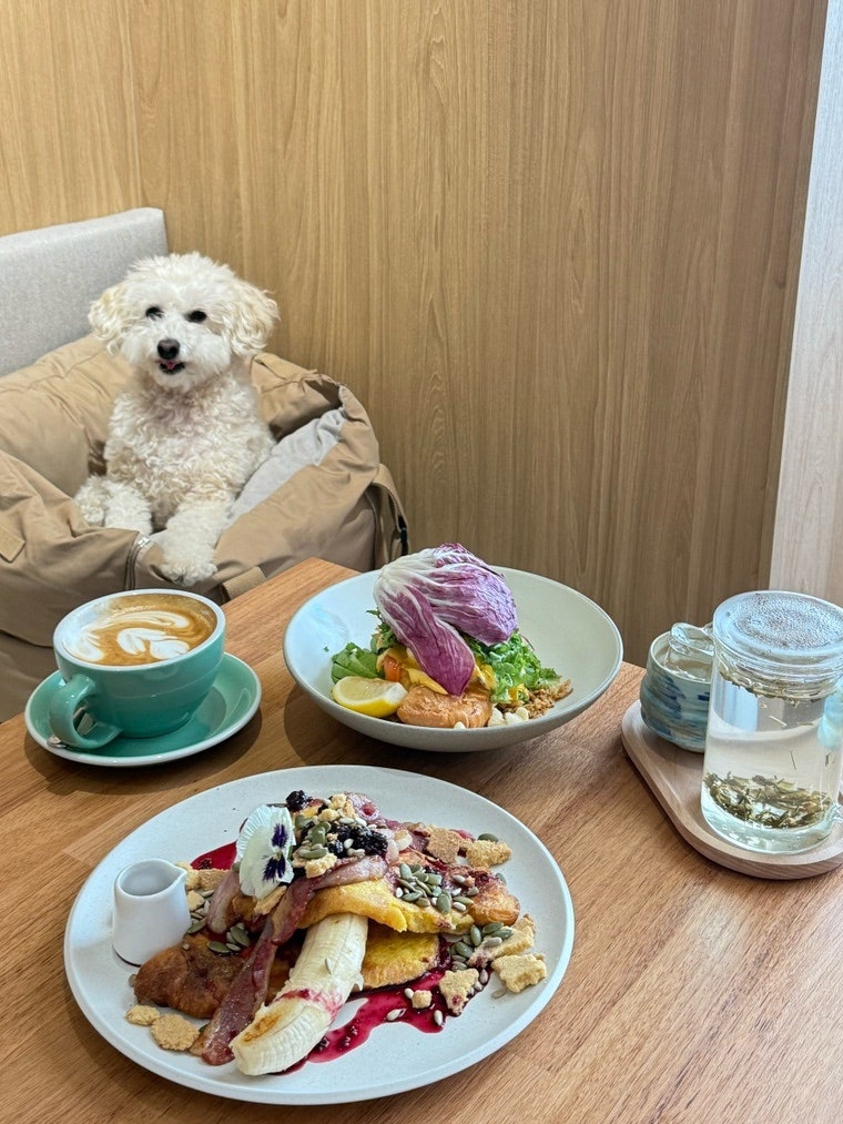 광안리 애견동반 브런치 페이머스베니 광안리점 부산 라떼 맛집