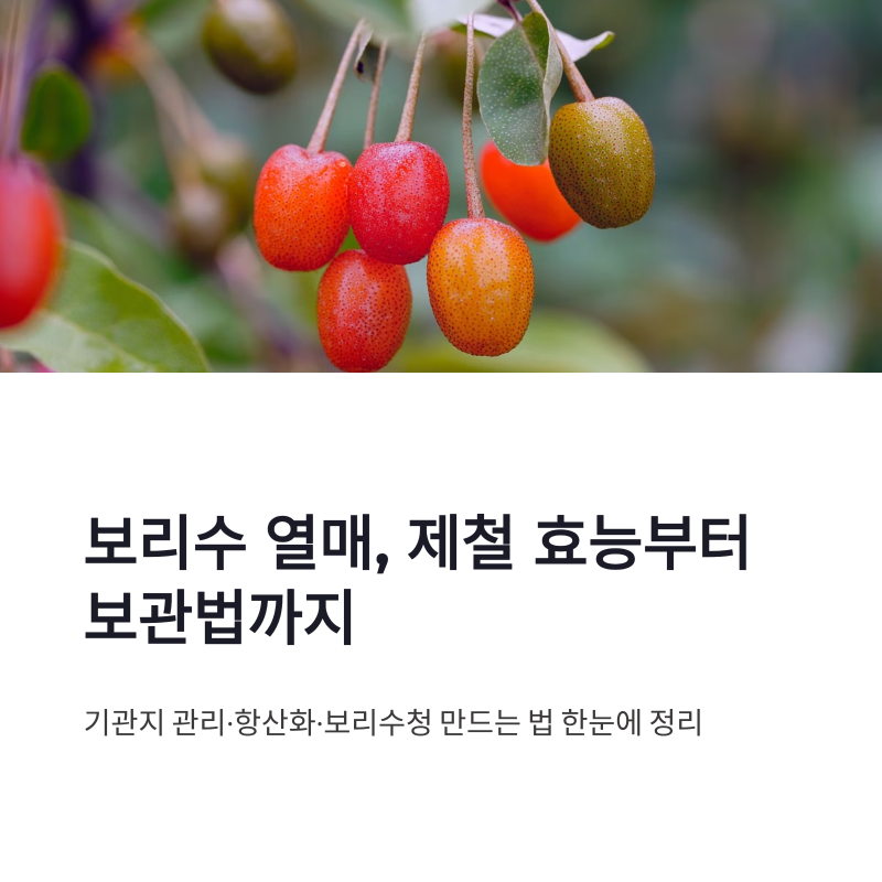 보리수효능과 제철 먹는법, 기관지 관리부터 보관 팁까지