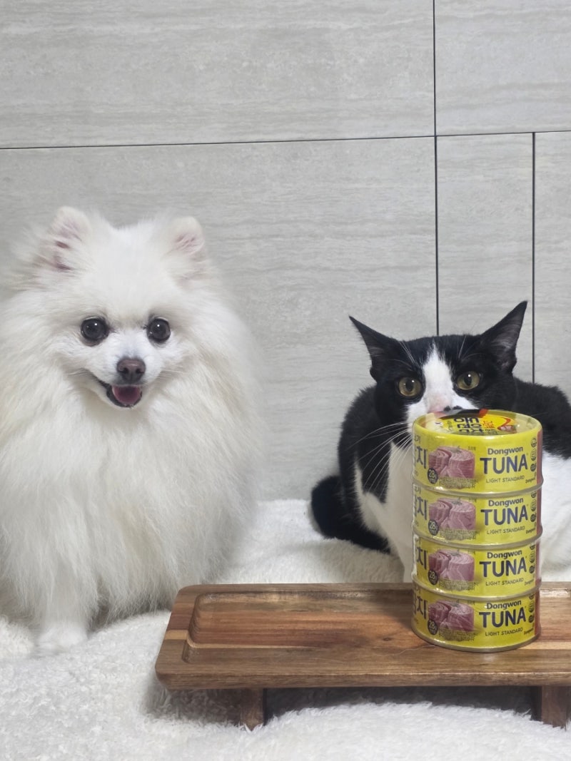 고양이 강아지 참치 캔 주기 전 체크해야 할 문제 4가지
