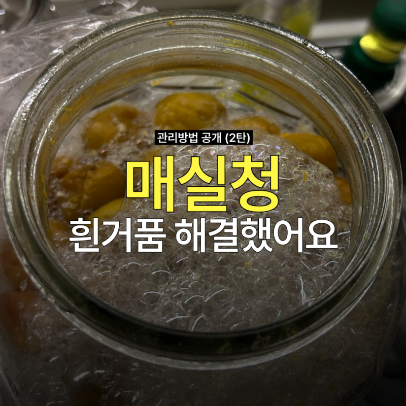 매실청 흰 거품, 그 후 2주! 지금은 어떻게 됐을까요? (2탄)