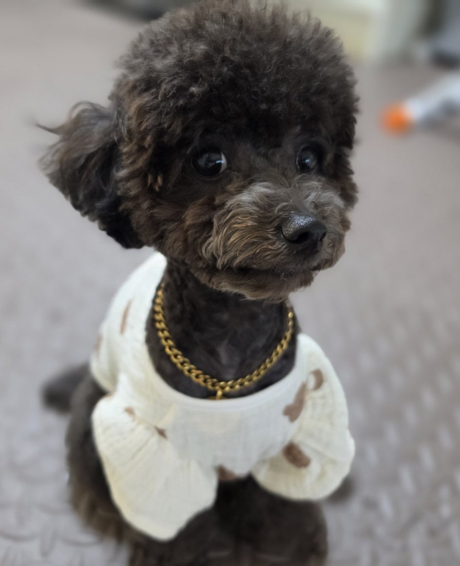 러블리독스 사진 5