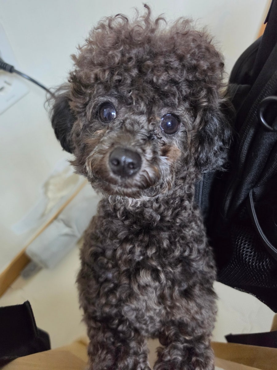 러블리독스 사진 2