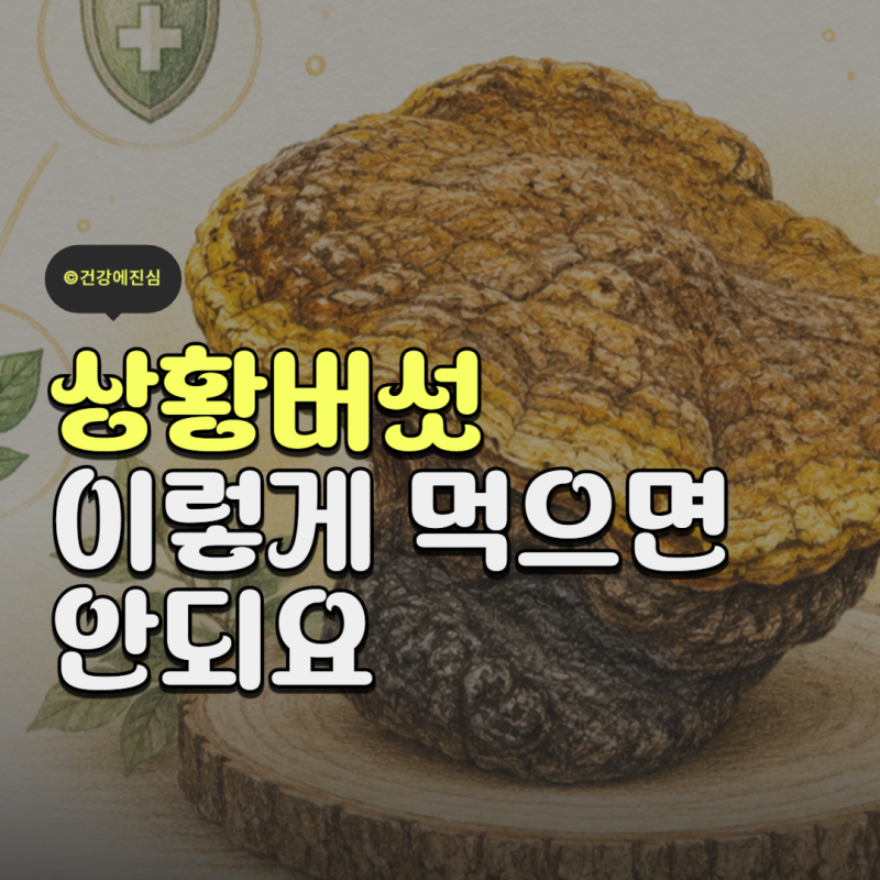 상황버섯 효능 7가지와 체질별 부작용 올바른 복용법