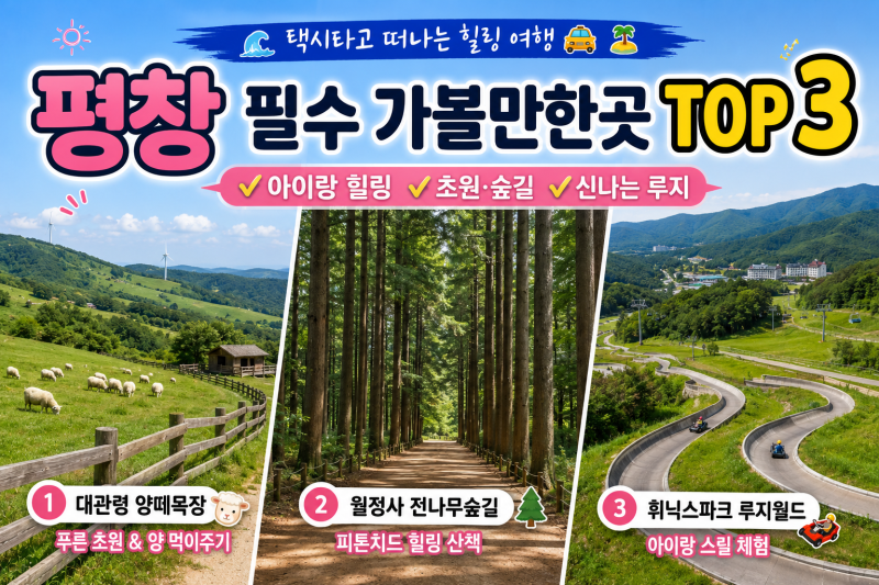 강원도 평창 가볼만한곳 TOP 3! 실패 없는 평창 여행 필수 코스 (양떼목장/월정사/휘닉스루지)