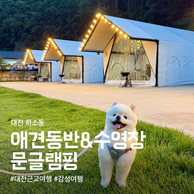 [Daejeon Travel Recommendation] Review of 'Moon Glamping,' a Pet-Friendly Accommodation Near Daejeon's Maninsan | Parking & Pool
