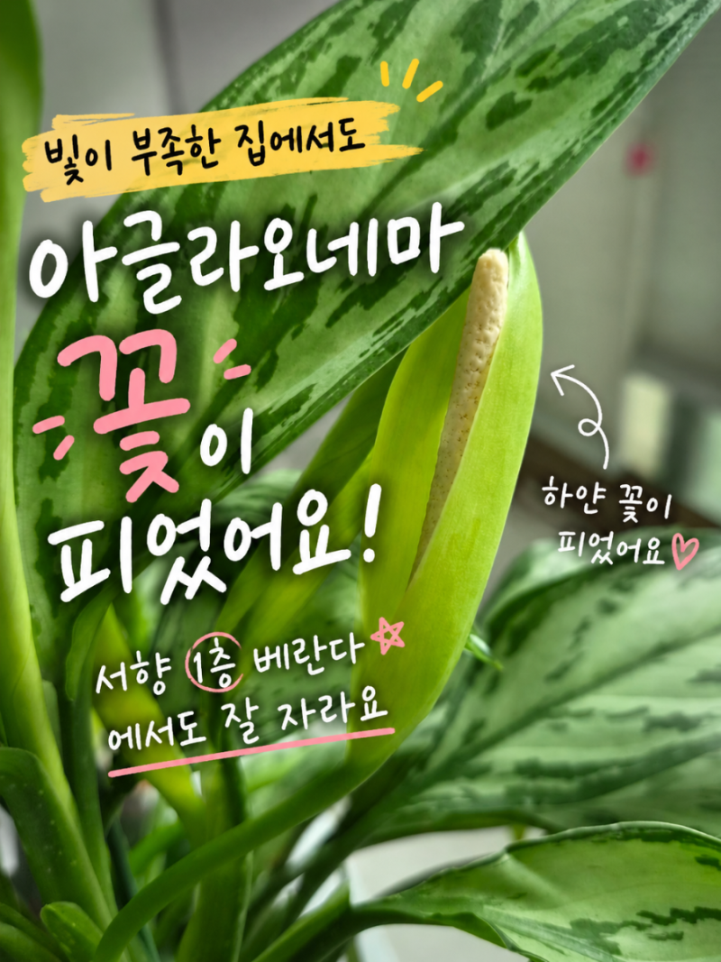 반음지 식물 아글라오네마 실버 퀸 키우는 방법, 햇빛 잘 안드는 서향 베란다에서도 꽃이 피....