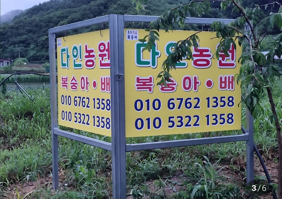 다인 사진 3
