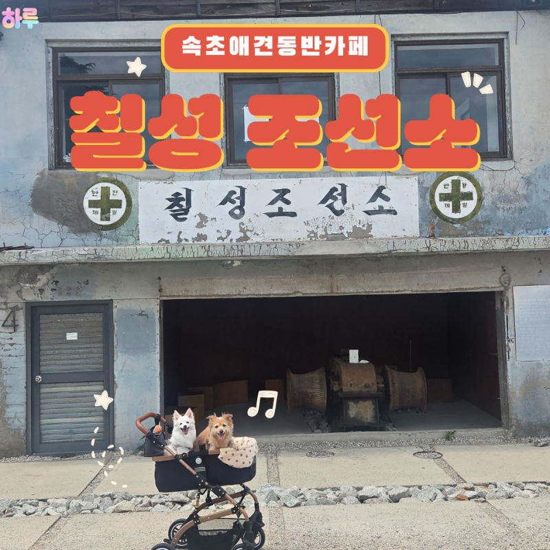 속초 애견동반 카페 청초호 뷰가 예술인 칠성조선소 주차 꿀팁